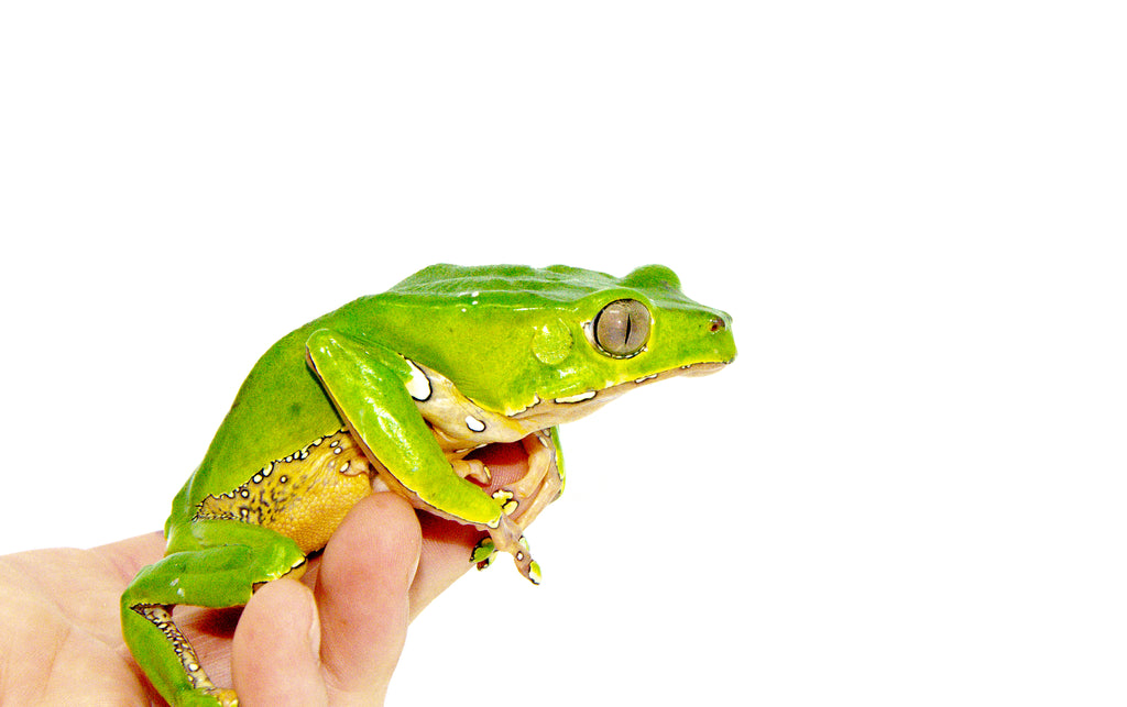 Waxy Monkey Tree Frog Adults